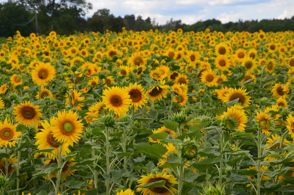 a large field of sunflowers with trees in the background