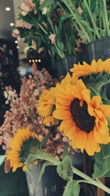 Photo 1684252446637 D28437a087c8?q=85&w=275&h=275&fit=crop