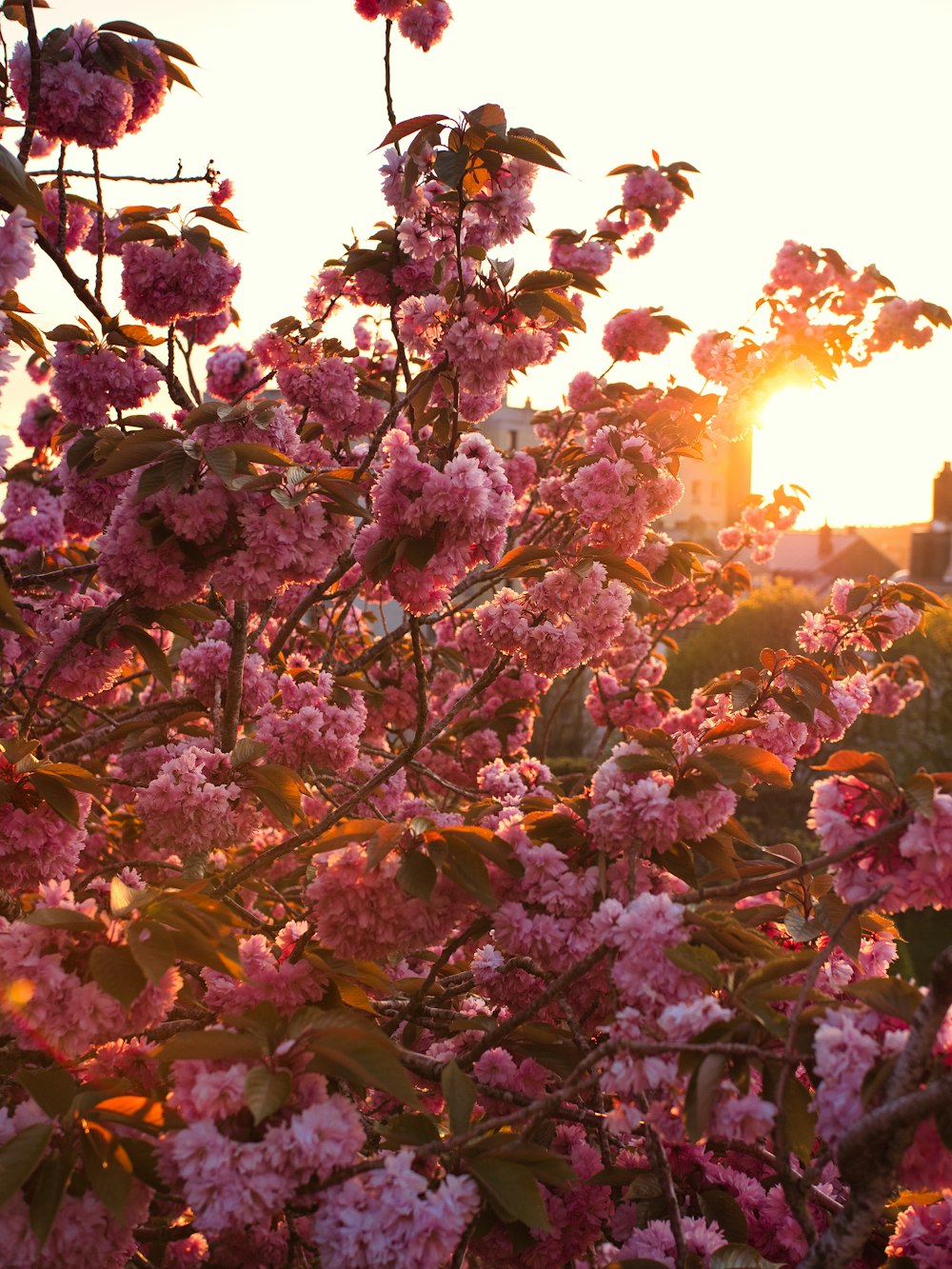 a tree filled with lots of pink flowers