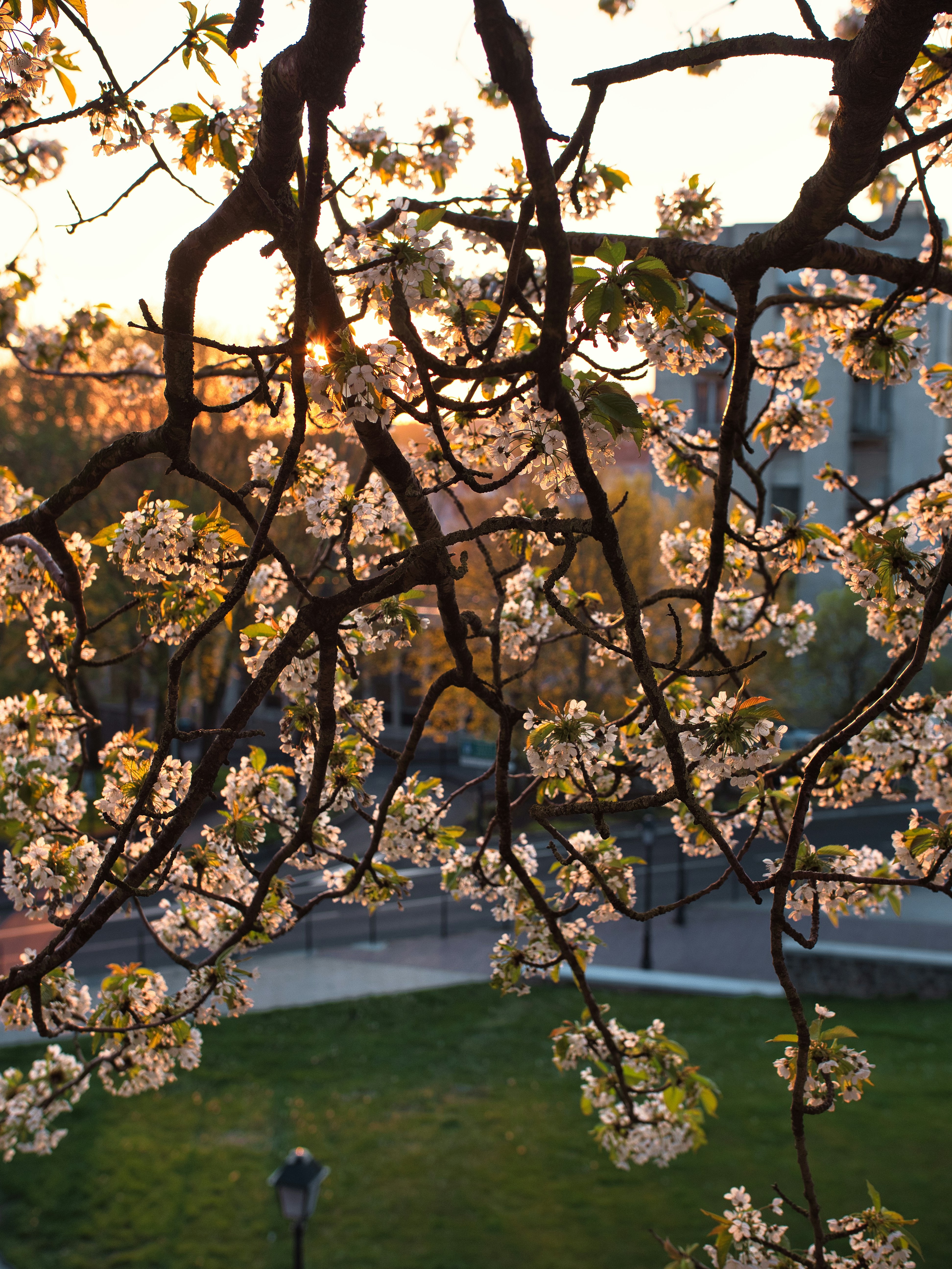 a tree with white flowers in a park