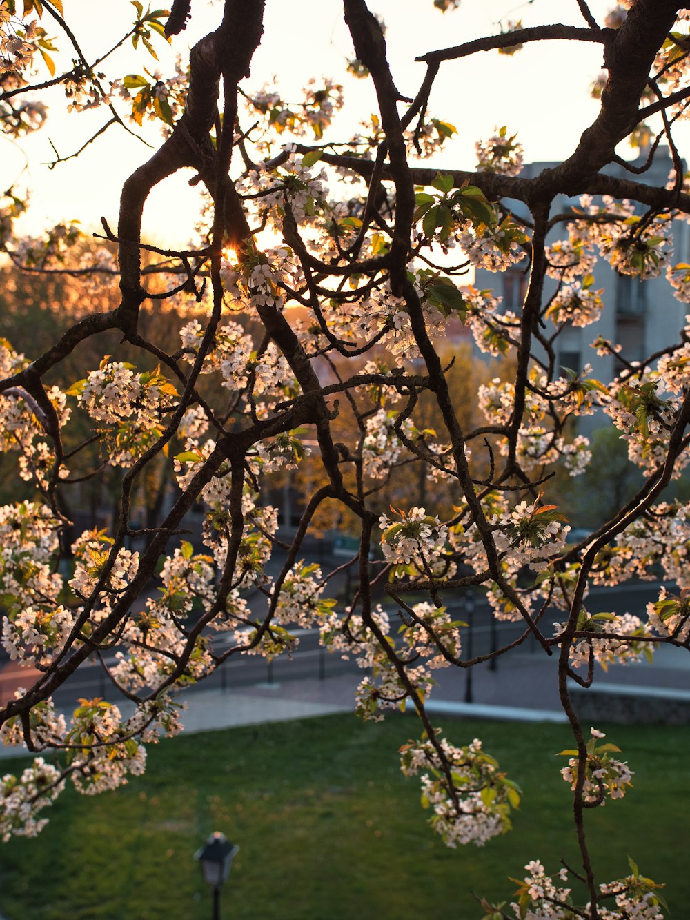 a tree with white flowers in a park