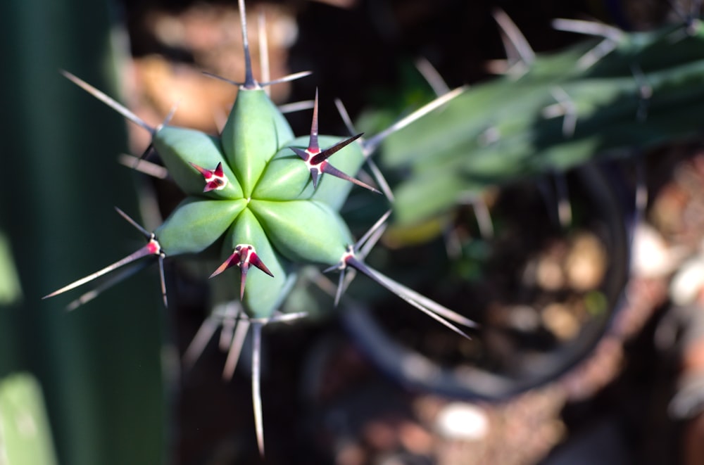 a close up of a green plant with spikes