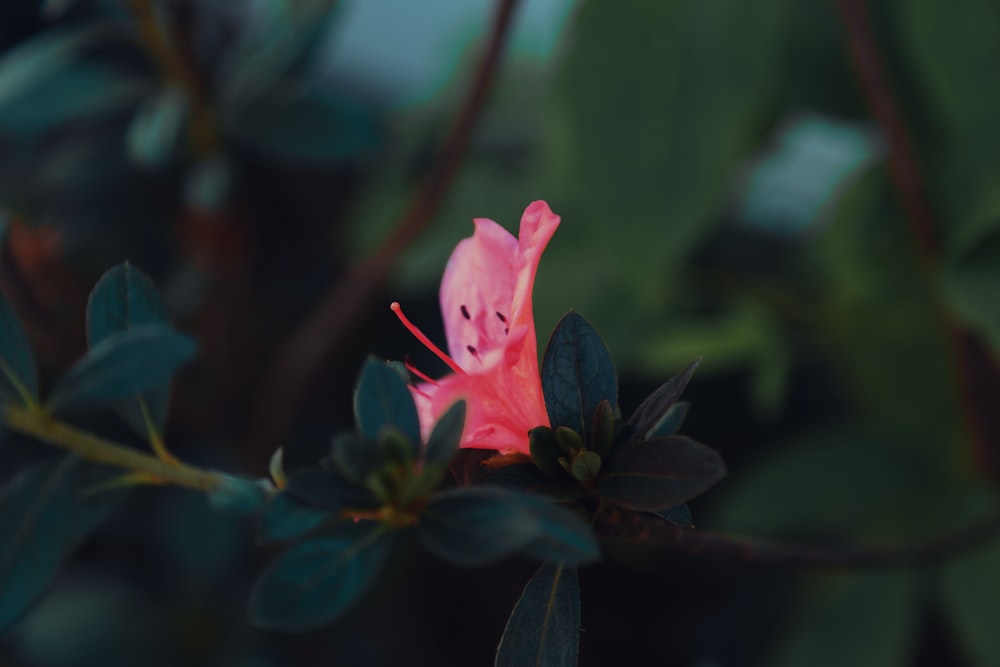 una flor rosa con una cara dibujada en ella
