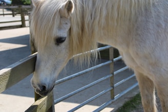 A white horse with a flowing mane tied near a wooden stable surrounded by hay bales