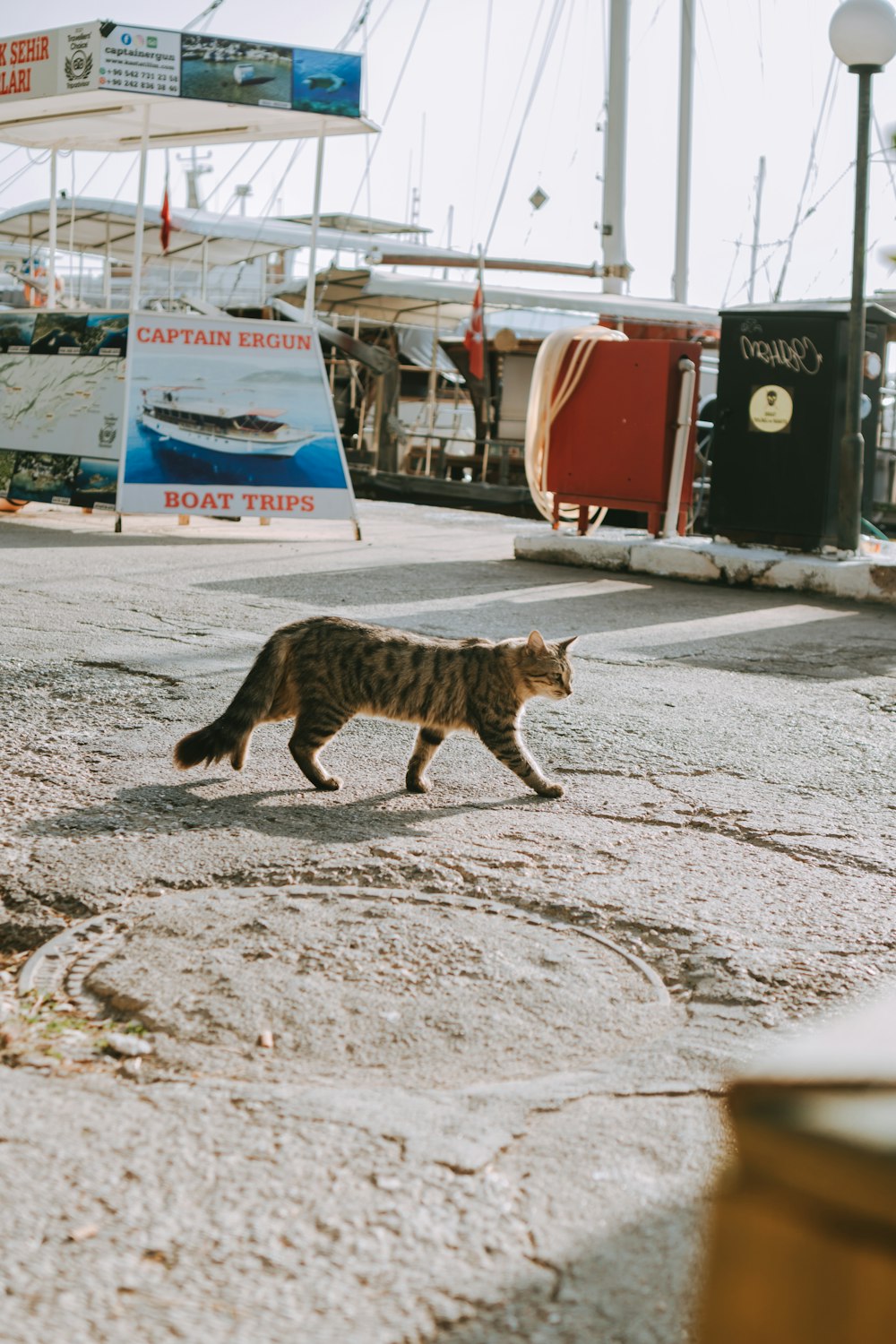 a cat walking across a street next to a boat
