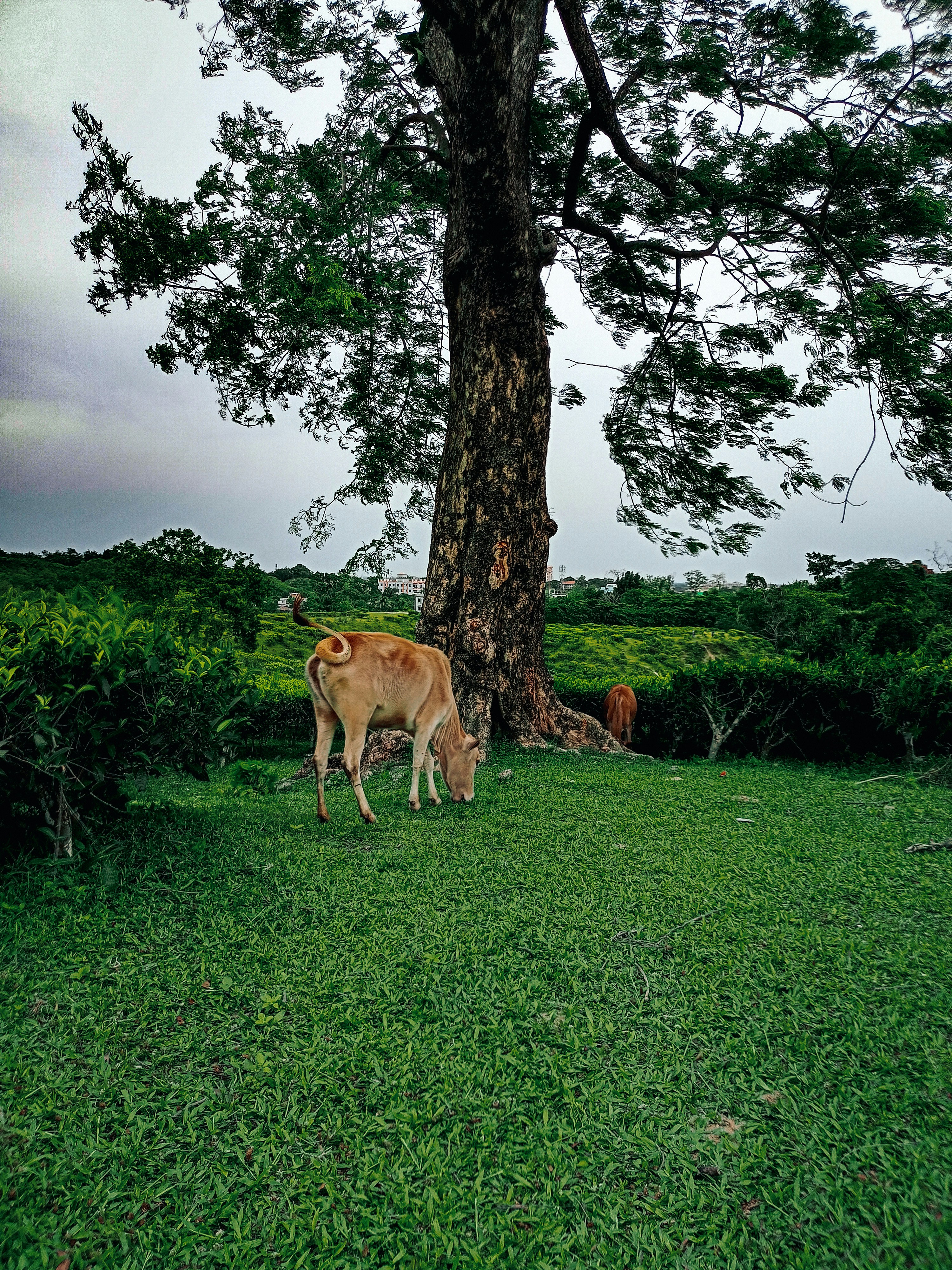 a cow standing in the grass next to a tree