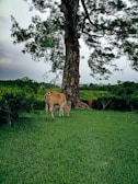 A serene rural scene featuring a cow grazing on lush green grass under the shade of a large, leafy tree. The background displays a landscape of green foliage and overcast sky, indicating a peaceful, natural environment.