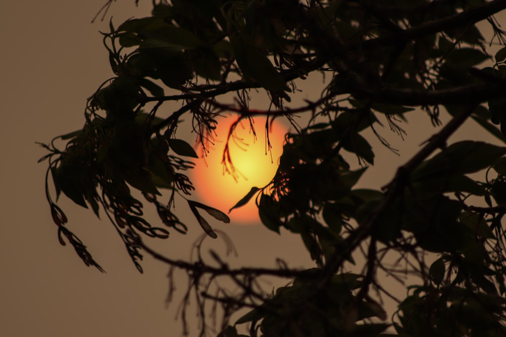 the sun is setting through the branches of a tree