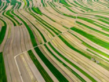 Aerial drone view of vast farmland with green crops and dirt roads in Entre Ríos