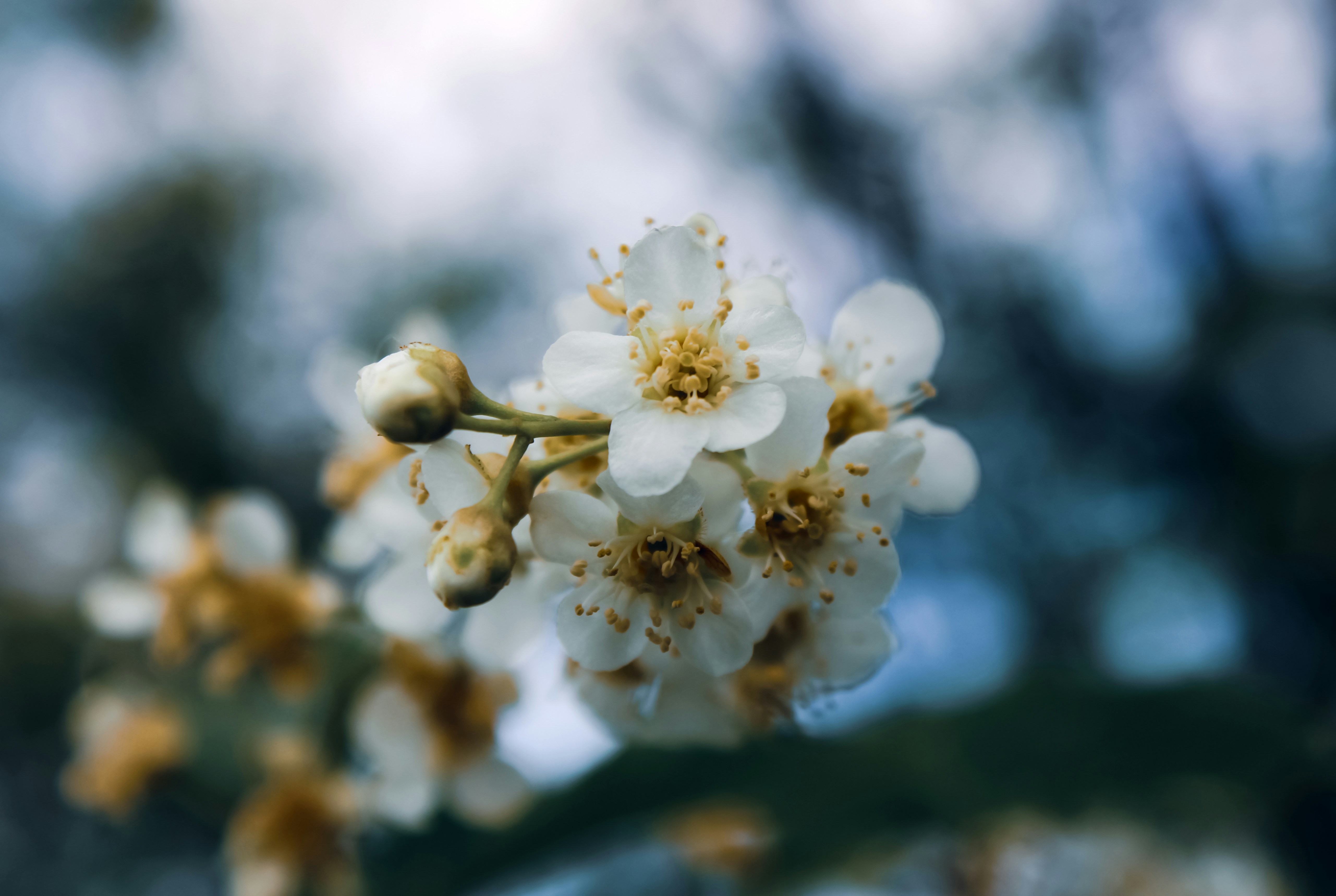 Photo by slenderamigo