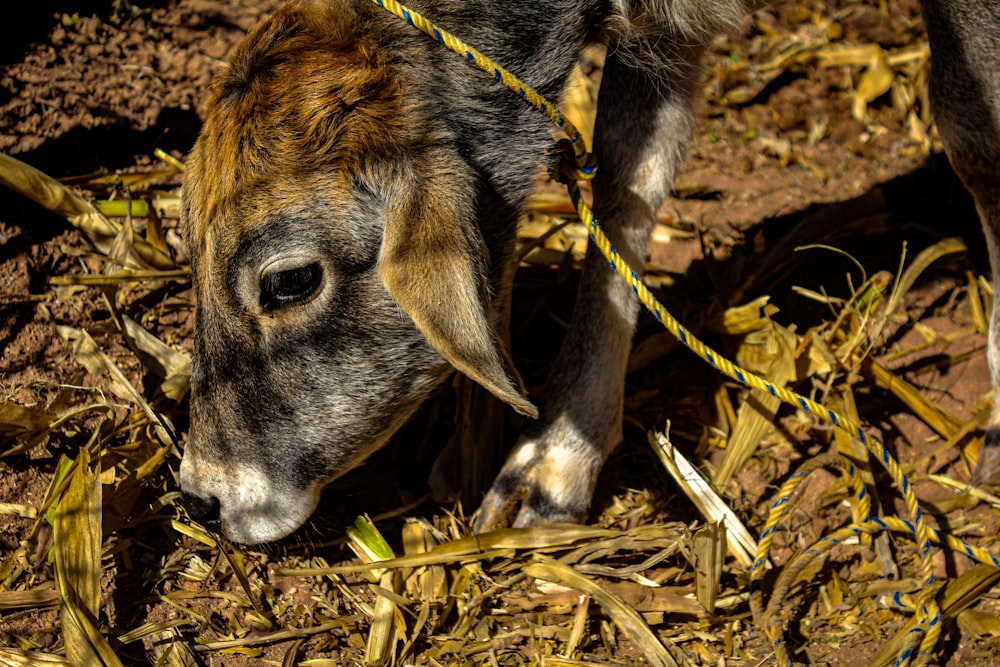 a close up of a dog on a leash