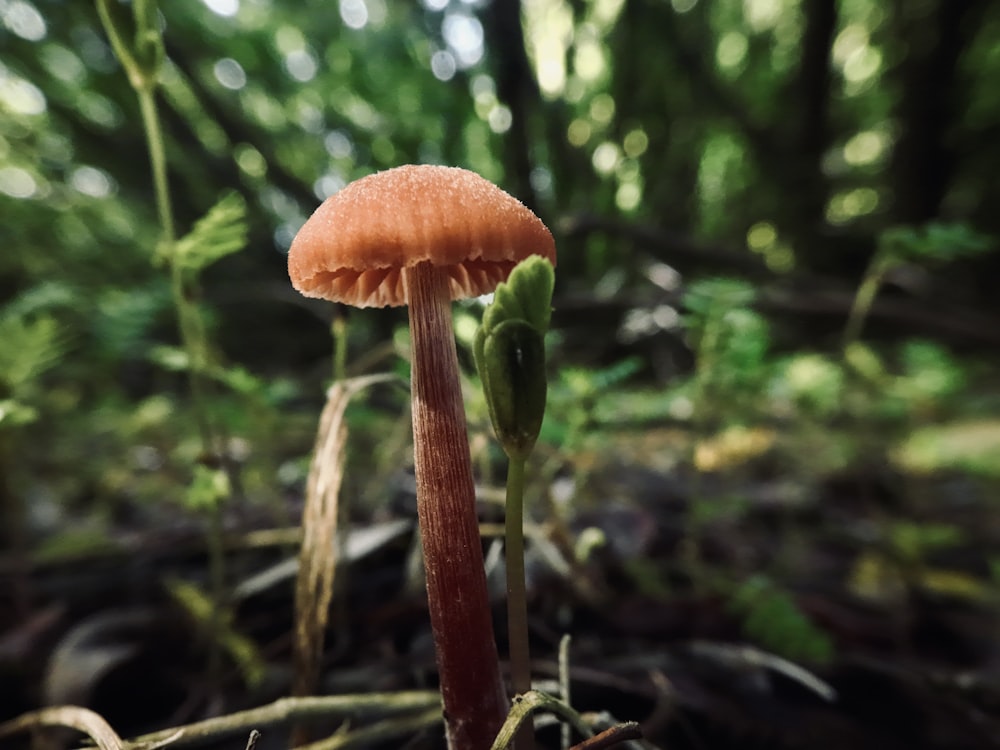 a small mushroom growing in the middle of a forest