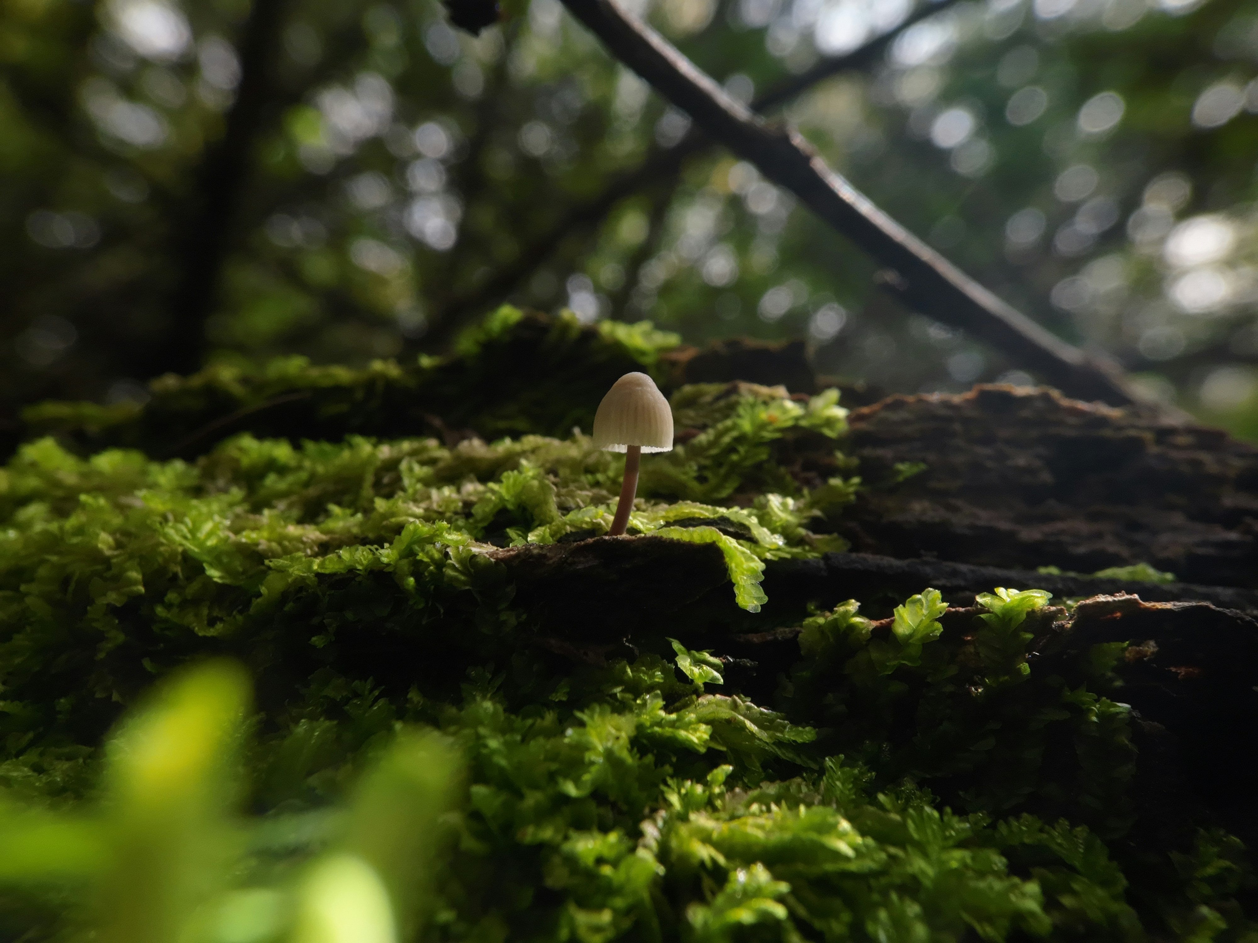Fresh Sustainable Mushrooms