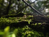A small mushroom is growing on a bed of vibrant green moss, surrounded by dense forest vegetation. The background features blurred tree branches and dappled sunlight filtering through the foliage, creating a serene and natural atmosphere.