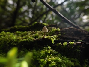 A small mushroom is growing on a bed of vibrant green moss, surrounded by dense forest vegetation. The background features blurred tree branches and dappled sunlight filtering through the foliage, creating a serene and natural atmosphere.