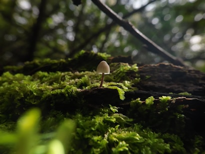 A small mushroom is growing on a bed of vibrant green moss, surrounded by dense forest vegetation. The background features blurred tree branches and dappled sunlight filtering through the foliage, creating a serene and natural atmosphere.