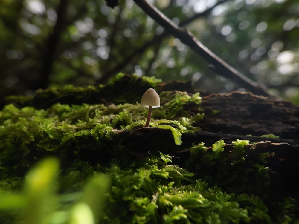 a small white mushroom sitting on top of a moss covered forest floor