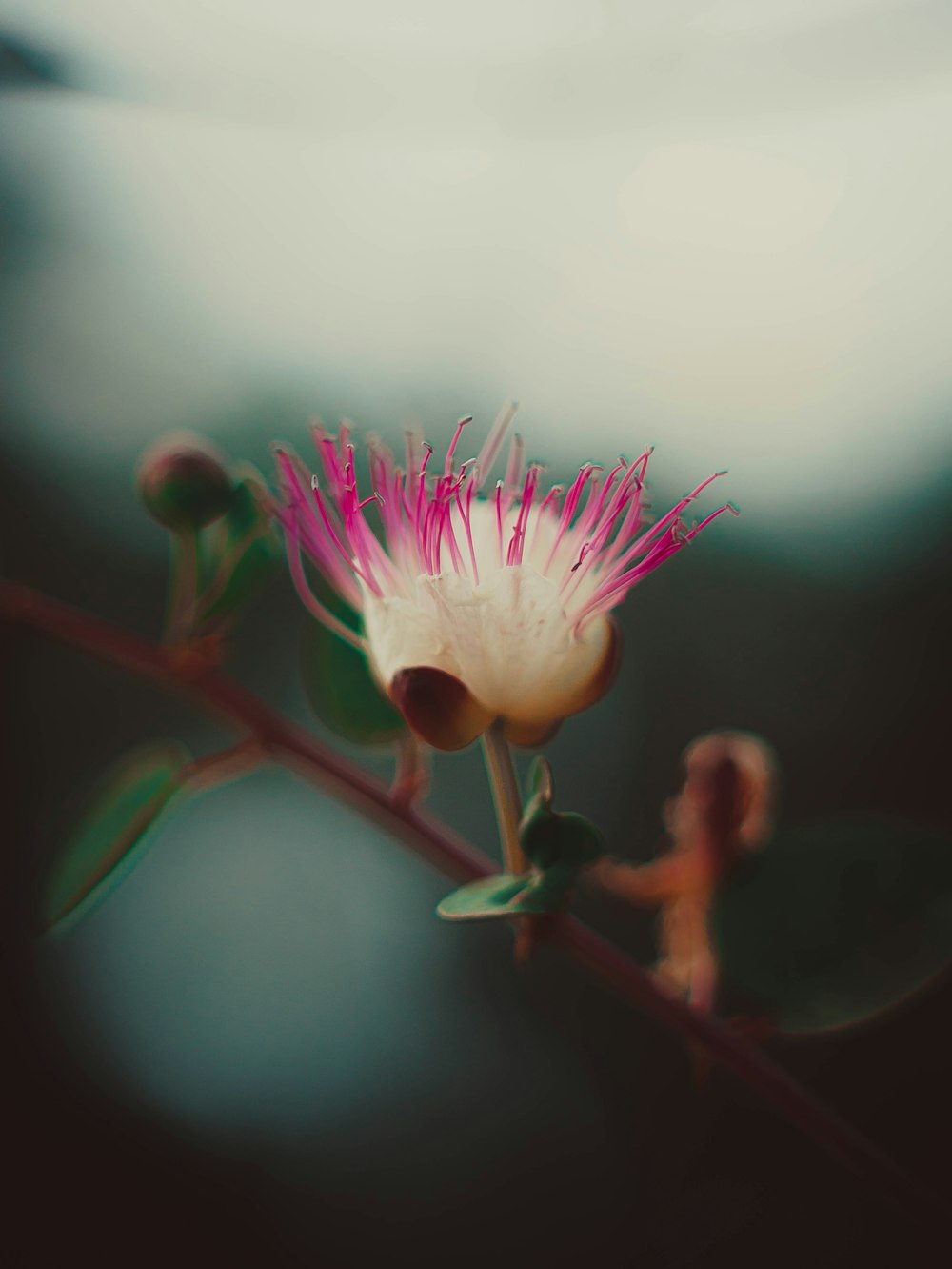 a close up of a flower on a tree branch