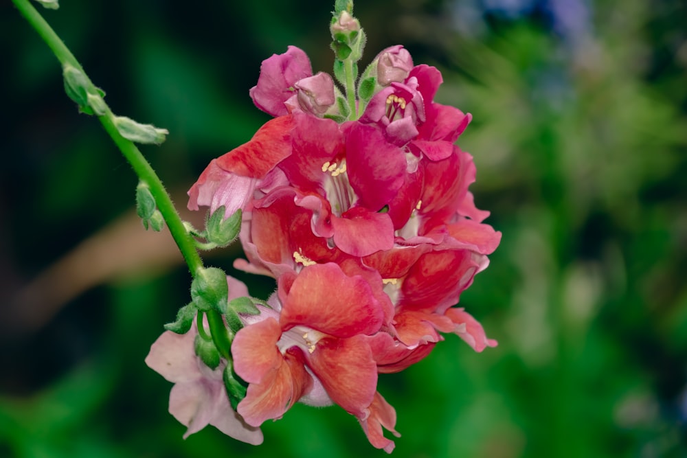 a close up of a pink flower with green stems