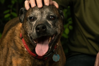 A happy dog owner leaving a positive review on a mobile device.