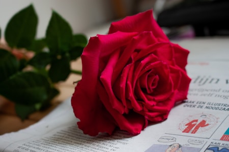 A red rose with lush petals lies on top of a newspaper, surrounded by green leaves. The newspaper features text and some illustrations, providing a contrast to the vibrant color of the rose.
