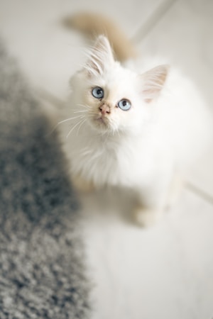 A fluffy white kitten with striking blue eyes looks upward, standing on a light-colored tiled floor. The kitten's fur is slightly tousled and it has a small light brown nose and ears. Part of a soft, gray textured rug is visible in the corner of the image.