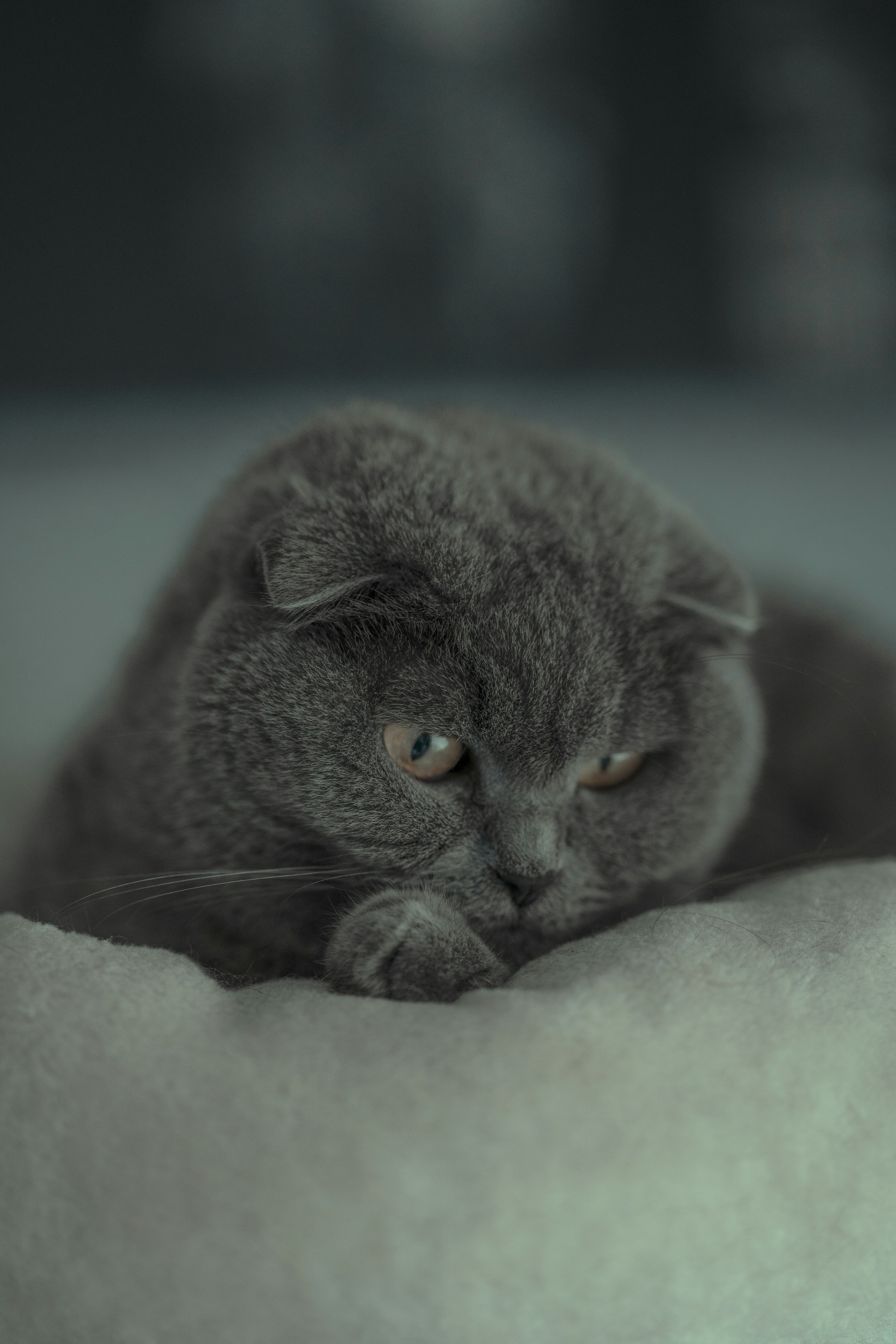 a gray cat laying on top of a white blanket