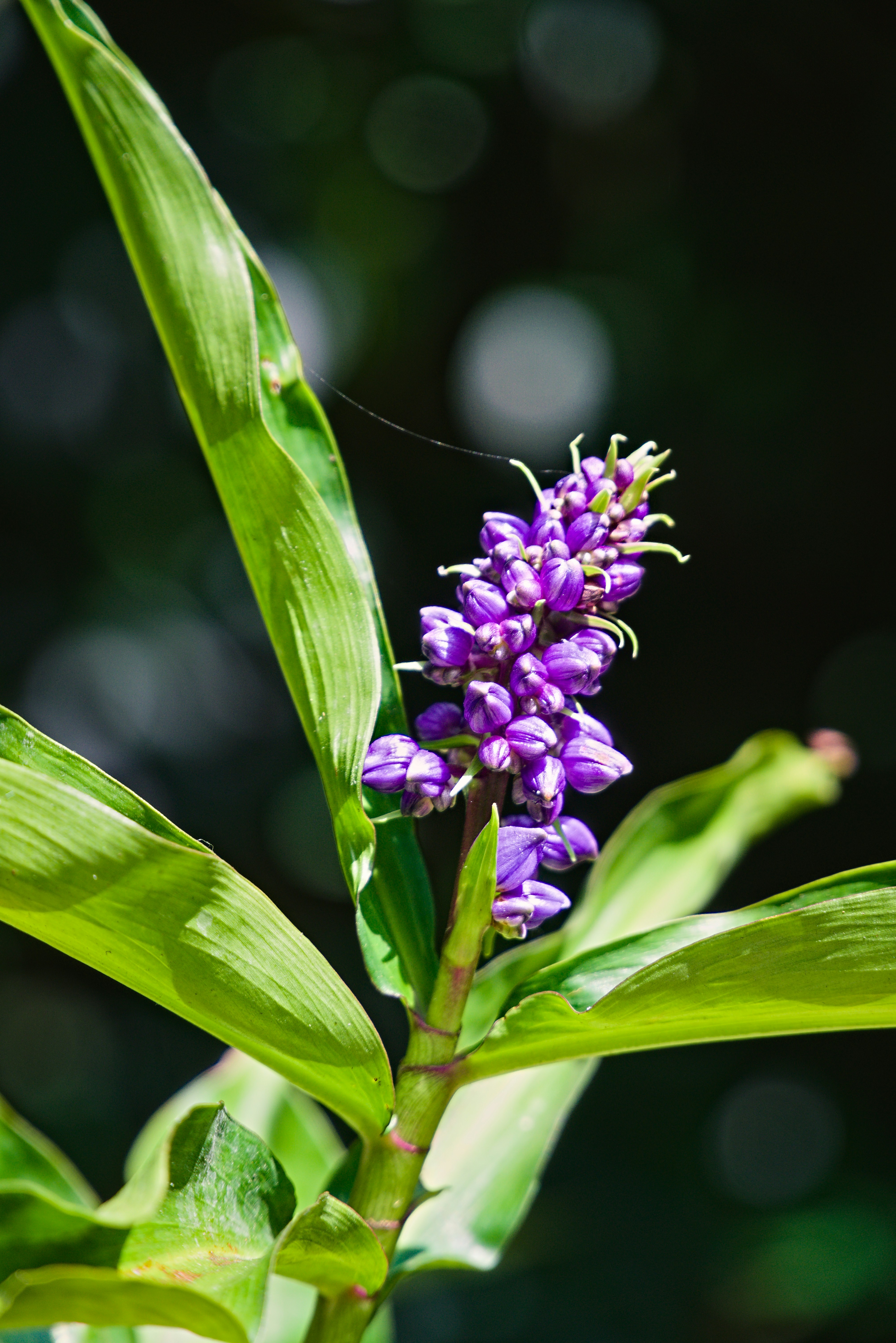 Photo by pieshelpfuloven