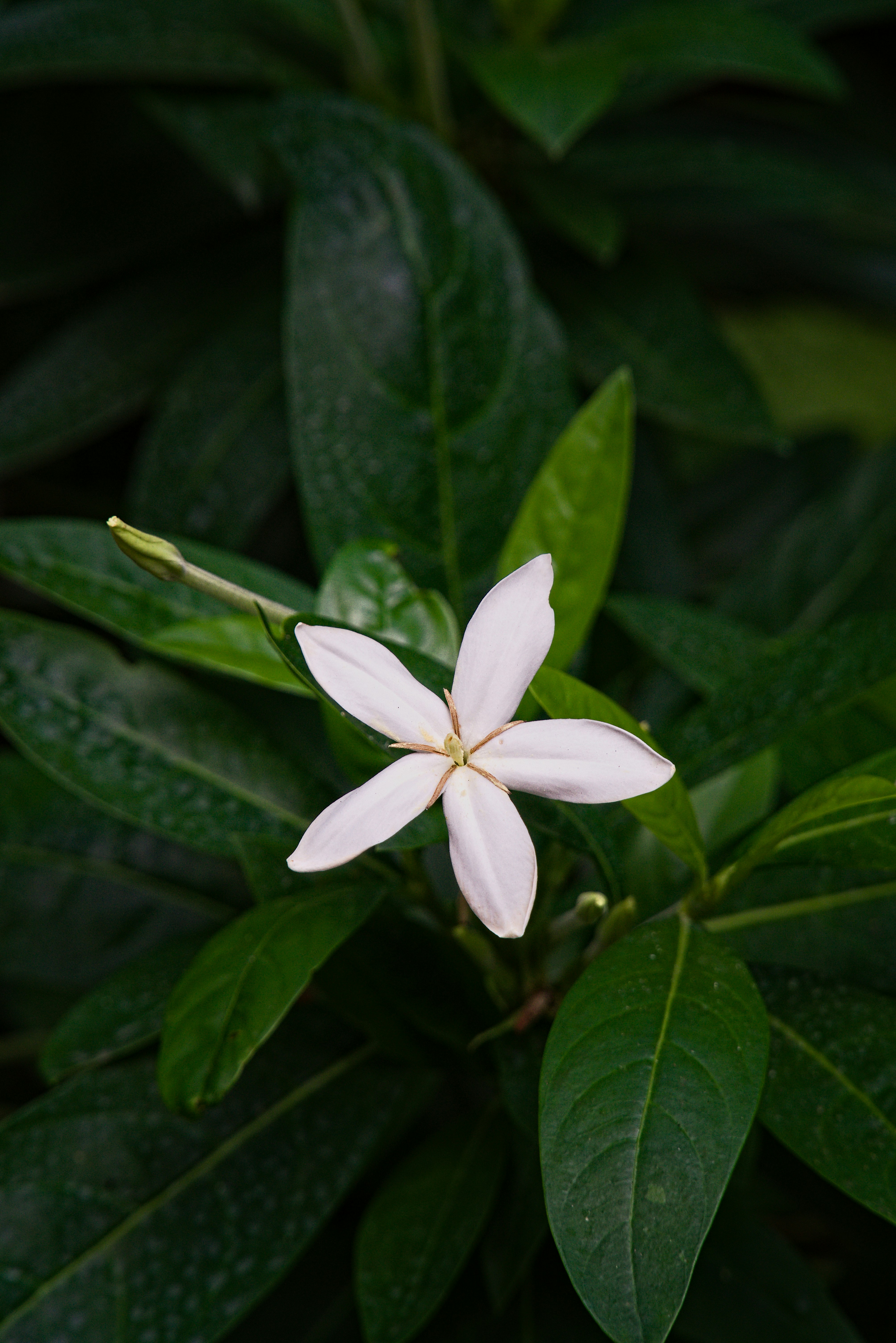 Photo by pieshelpfuloven