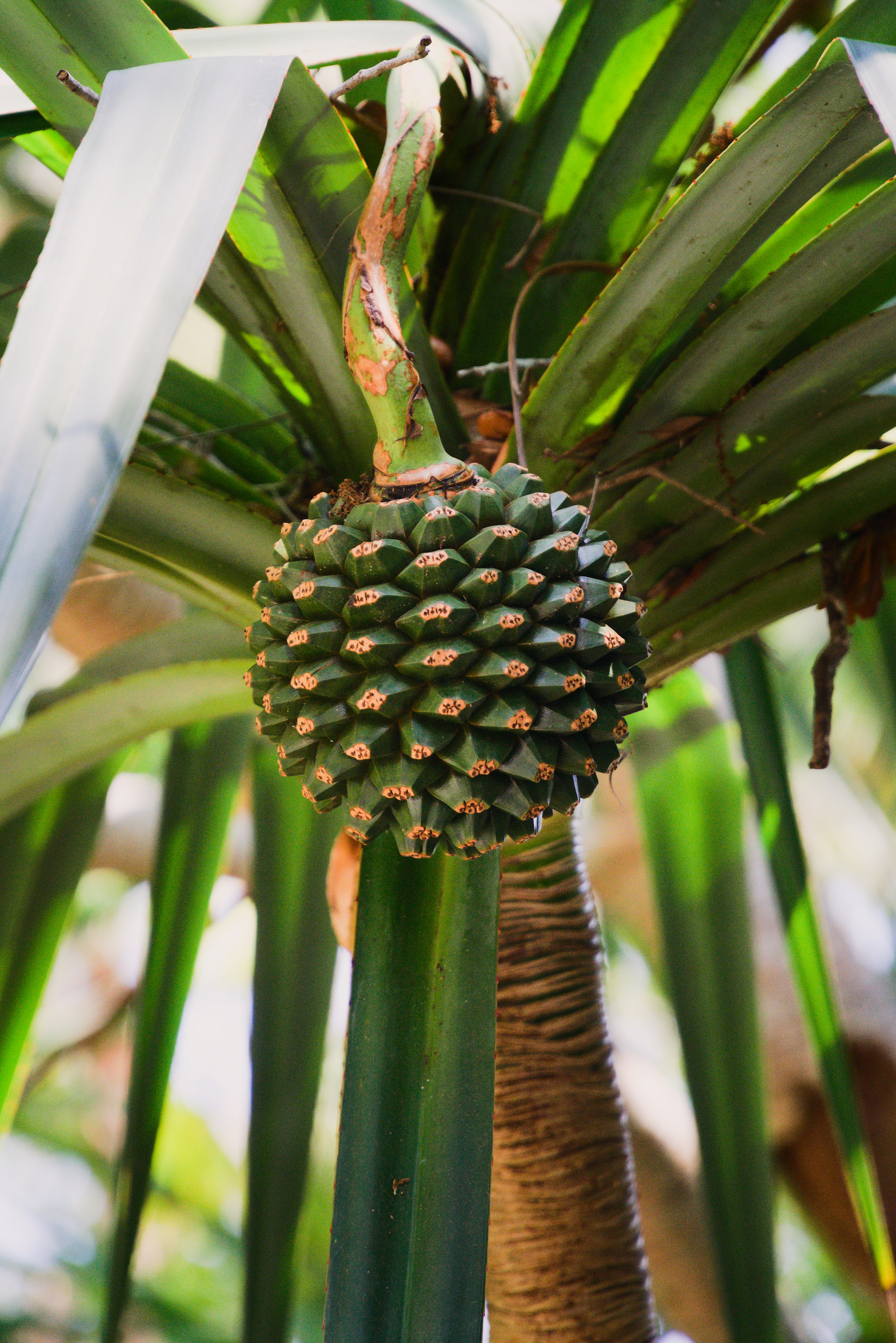 Photo by pieshelpfuloven