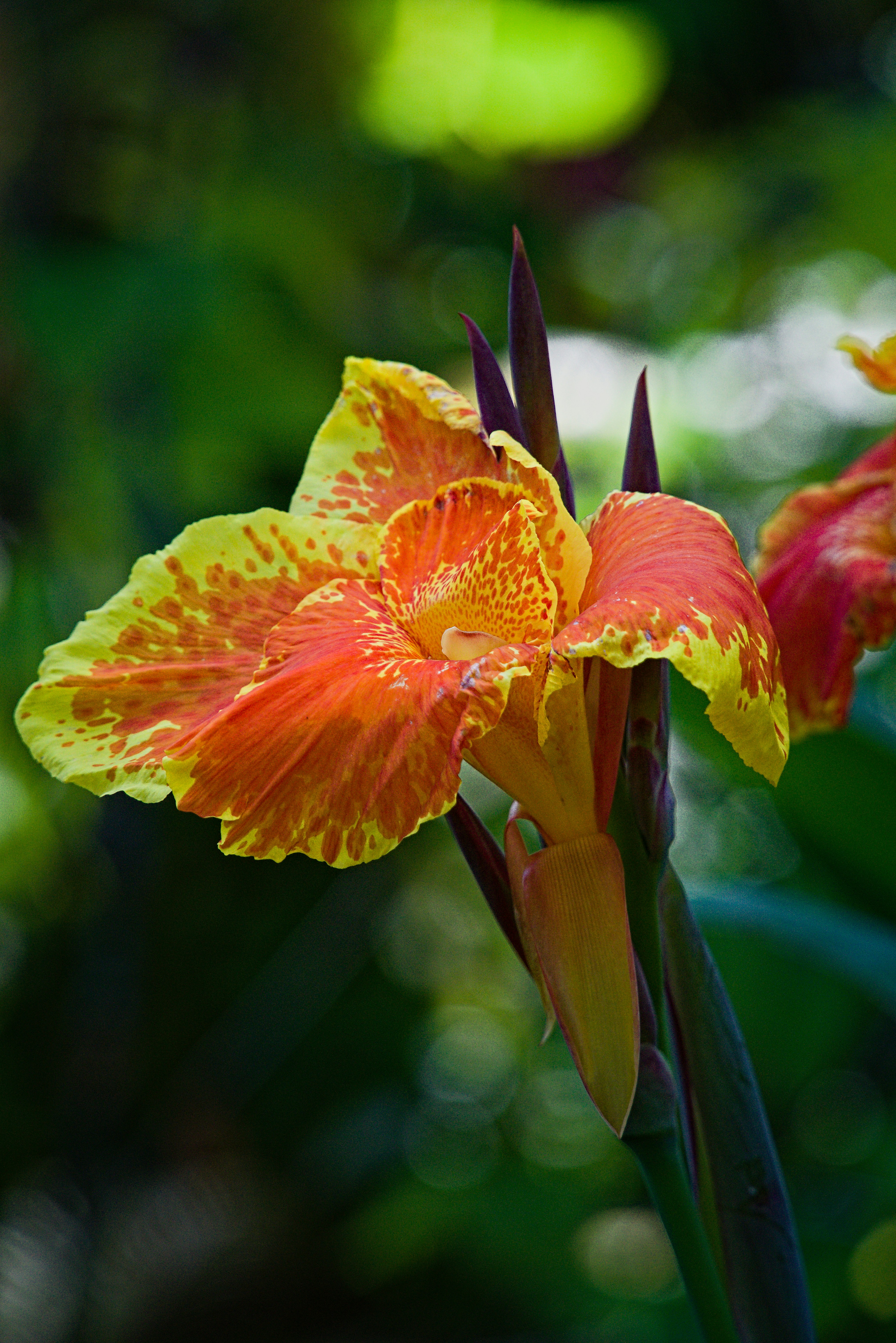 Photo by pieshelpfuloven