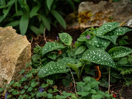 A garden bed with lush green spotted leaves surrounded by natural stones and soil. Small purple flowers are visible among the foliage, adding a delicate touch. There's a mix of textures with the stone, earth, and vibrant plants.