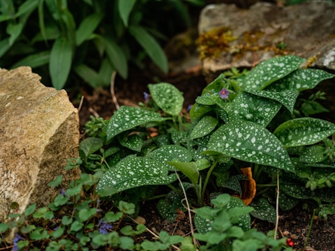 A freshly mulched garden bed with vibrant green shrubs and tan stone edging under soft natural light.