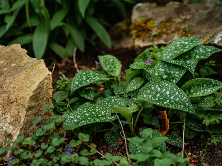 Landscaping work with stones and tall bushes