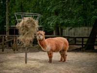 A llama standing next to a pile of hay
