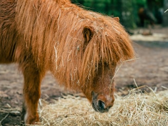 A small pony with shaggy, reddish-brown fur grazes on hay. The pony's mane is long and tangled, with pieces of straw caught in it. The background is a blurred mix of forest and earthy tones, giving a rustic, natural setting.