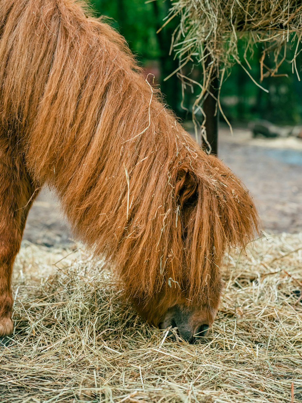 a brown horse with long hair eating hay