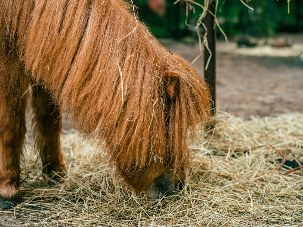 a brown horse standing on top of a pile of hay