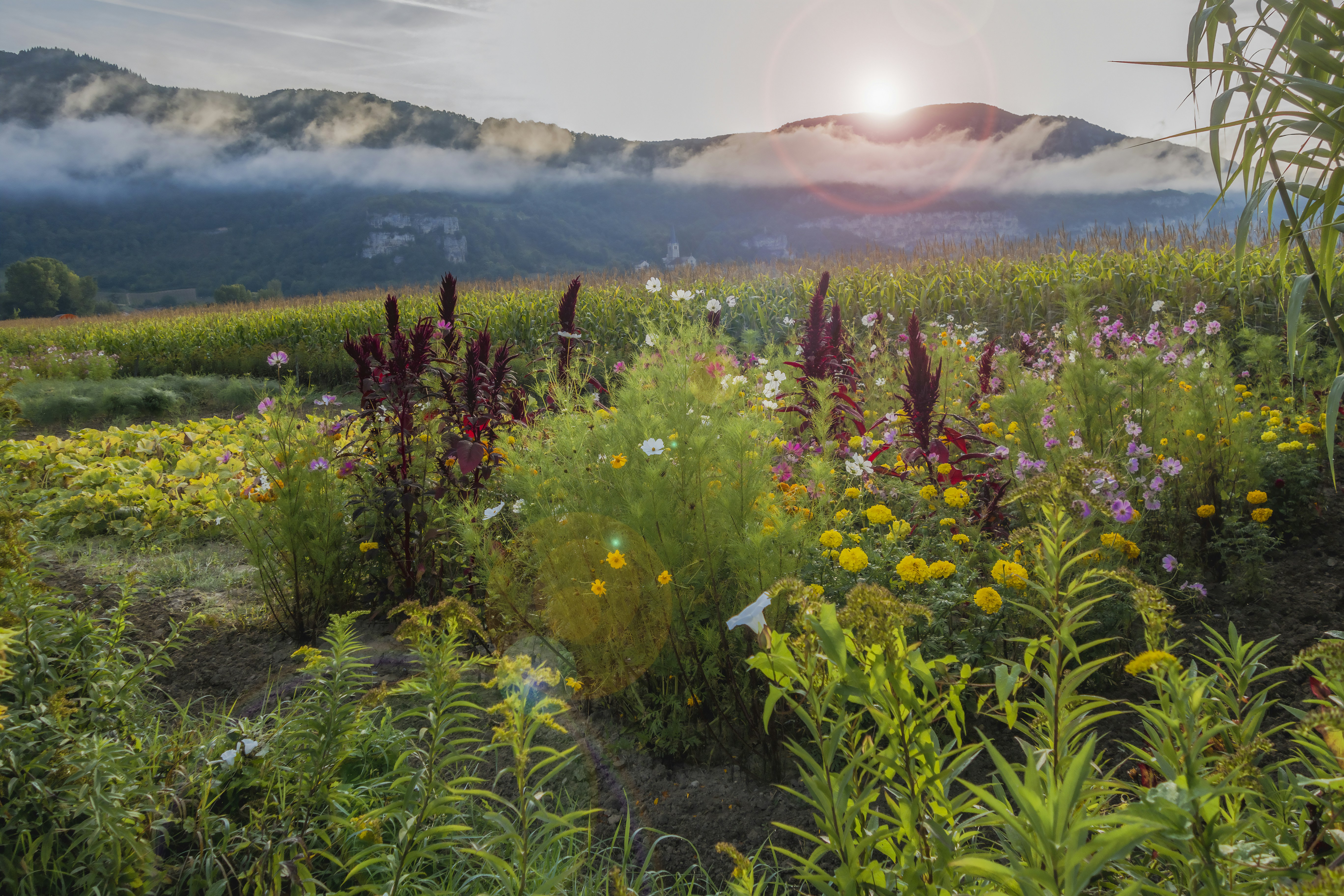 A field of wildflowers with a mountain in the background photo – Free ...
