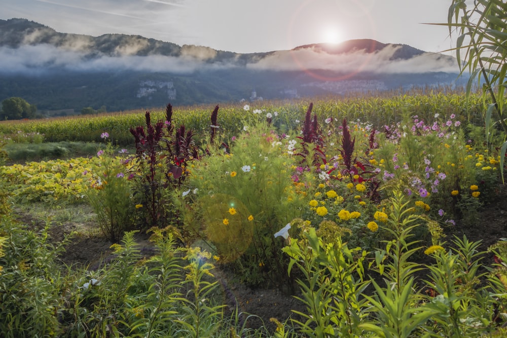 a field of wildflowers with a mountain in the background