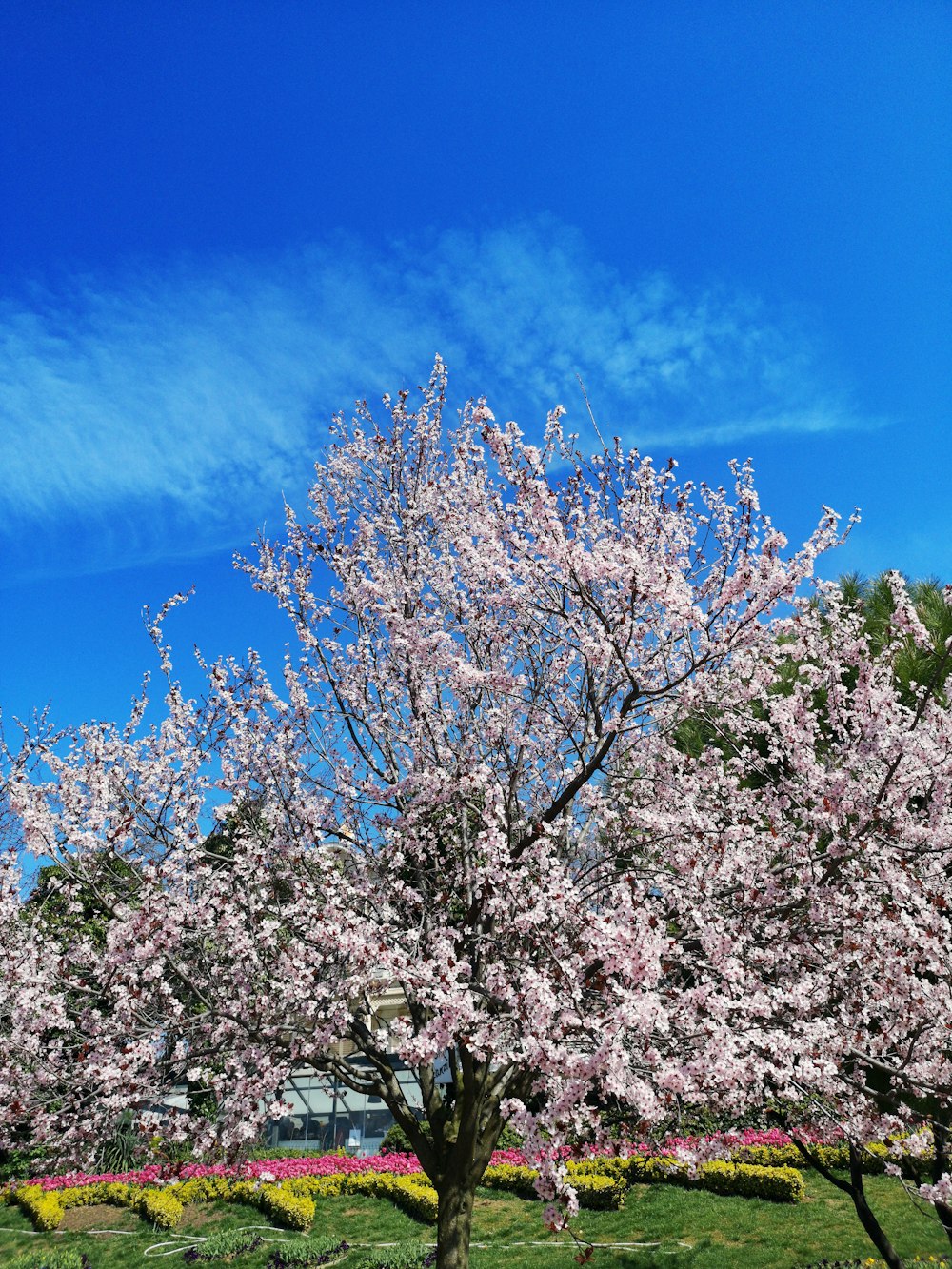 Un árbol con flores rosadas en un parque