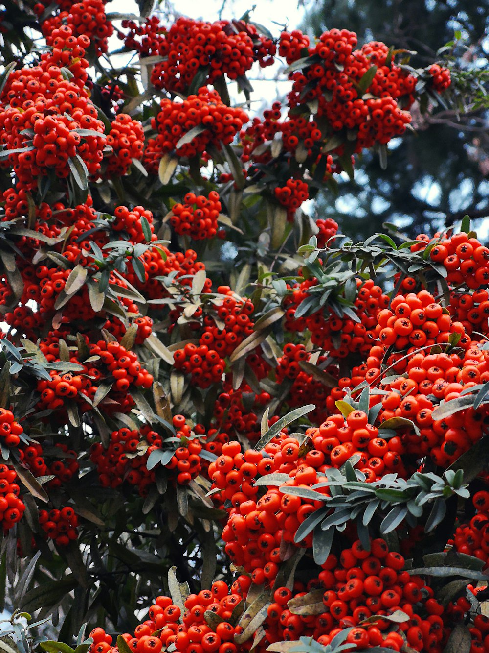 a tree filled with lots of red berries