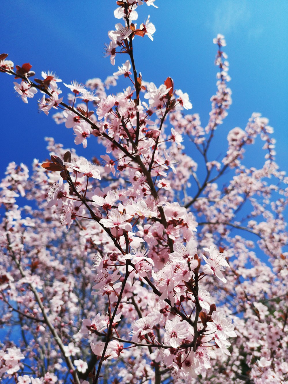 Un primer plano de un árbol con flores rosadas