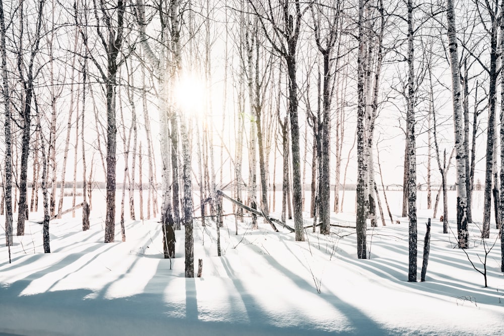 the sun is shining through the trees in the snow