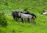 A group of horses, with one white horse standing prominently in front of several dark brown horses, gathered together on a lush green grassy field. The background is filled with small rocks and patches of orange flowers scattered across the landscape.