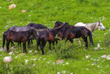 A group of elegant horses standing together in a lush green field.