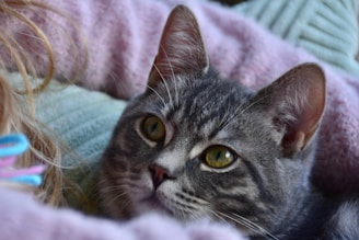 A close-up of a cat’s attentive eyes reflecting a calm and trusting gaze