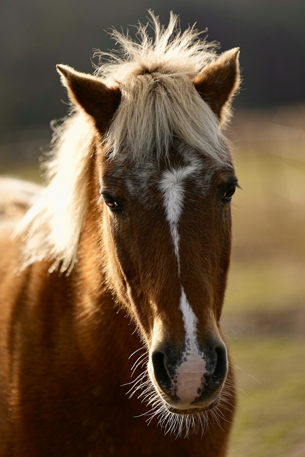 a brown and white horse standing on top of a grass covered field