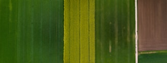 An aerial view of farmland with distinct rectangular plots displaying varying shades of green and a section of cultivated soil. The image shows neatly divided agricultural fields, with one side exhibiting dense green crops and the other side showing brown plowed land.