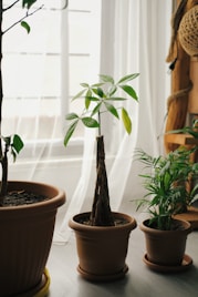 three potted plants on a table in front of a window